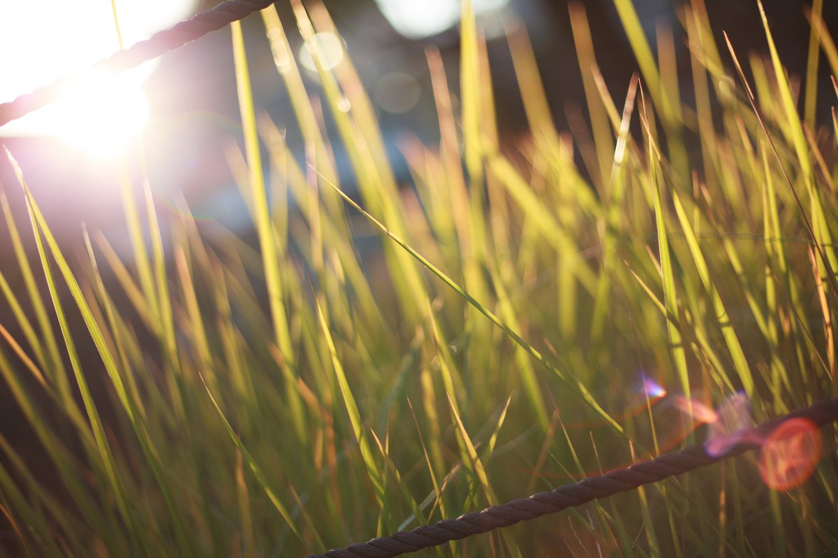 Fox_now's tweet photo. 初代相棒の #CANON #EOS #5D2(2008年発売)+EF50mm F1.8 STM(2015年発売だけど光学設計は1986~7年頃?)というもう立派なオールドデジカメ&オールドレンズの組合せで秋(冬?)の午後の光をパシャパシャと。3/3 https://t.co/rmWP9ies2H