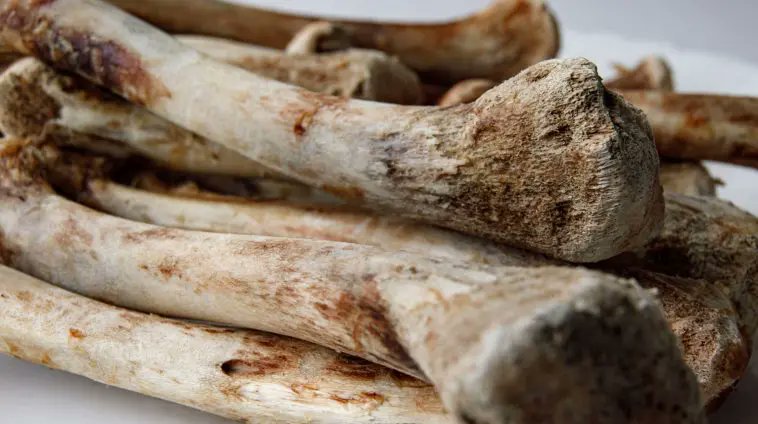 TheDavidRives's tweet photo. Could soft tissue in dinosaur fossils mean they're thousands, not millions, of years old? Check out the article to learn how carbon-14 and new studies are shaking up what we thought we knew, and why these findings make a strong case for a young earth!

https://t.co/8Ludw8pIqI https://t.co/uta8LlPASc