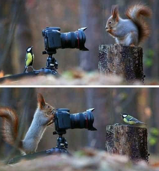 Virgolettas's tweet image. Seção fofura!
#Natureza #Animais