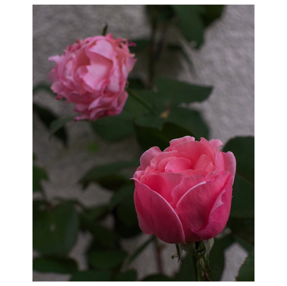 kikutaroid's tweet photo. 記録
#街歩き
#scene
#花 #flower
#植物 #plants
#路傍 #roadside
#pentax #pentaxk30 #k30
#smc #smcpentaxa #pentaxa5014 #a5014 #singlefocuslens #mflens #oldlens
#trimmed #lightlyretouched
#snapseedapp https://t.co/wVaLmvOYHc