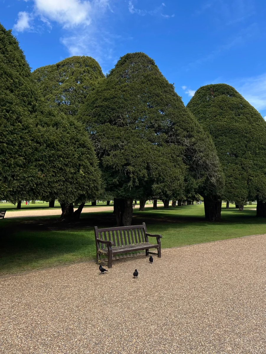 orientalli's tweet image. A peaceful park scene with benches and large, lush trees under a blue sky.