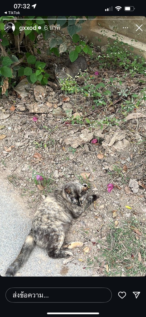 Igs : gxxod [01.12.2024]

#ก็อตอิทธิพัทธ์  

: Good Morning 🐈
—————————————
#Teamgxxod  #gxxod   
#itthipatthanit #gxxodin2024