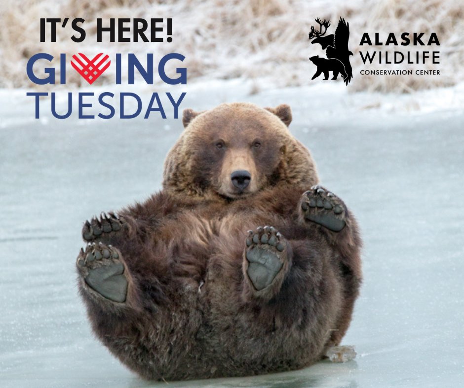 It's Giving Tuesday! As a non-profit, AWCC relies heavily on the generosity of donors like you. This Giving Tuesday, donate to a large animal anesthesia machine—a crucial tool for providing safe, effective care to our residents!

Donate here: secure.qgiv.com/for/zumzo3/