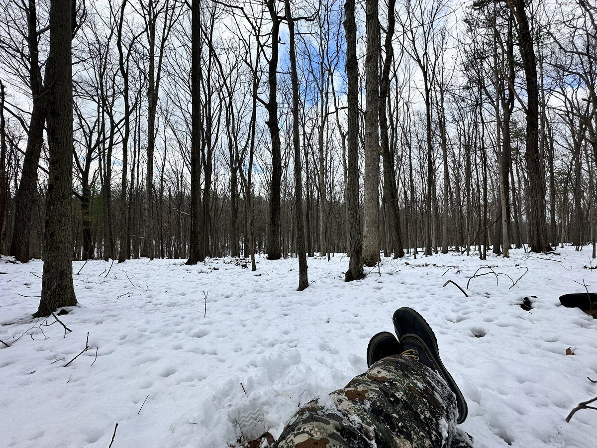 Nice day in the woods 🦌