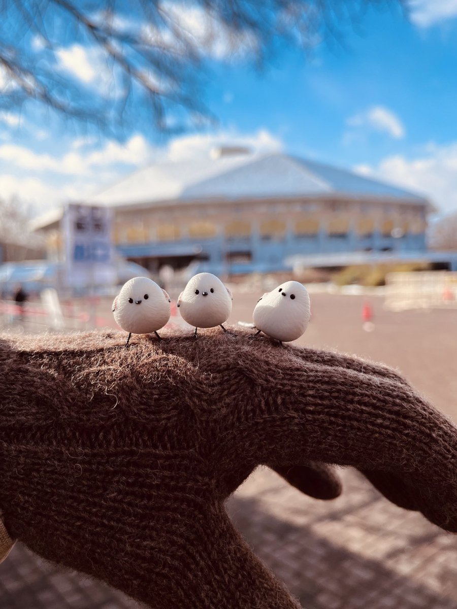 daily_simaenaga's tweet photo. 💬ほっかいどうに
💬きてくれて
💬ありがとう

#Number_i 
#Number_i_LIVETOUR https://t.co/LhG1mDlVWQ