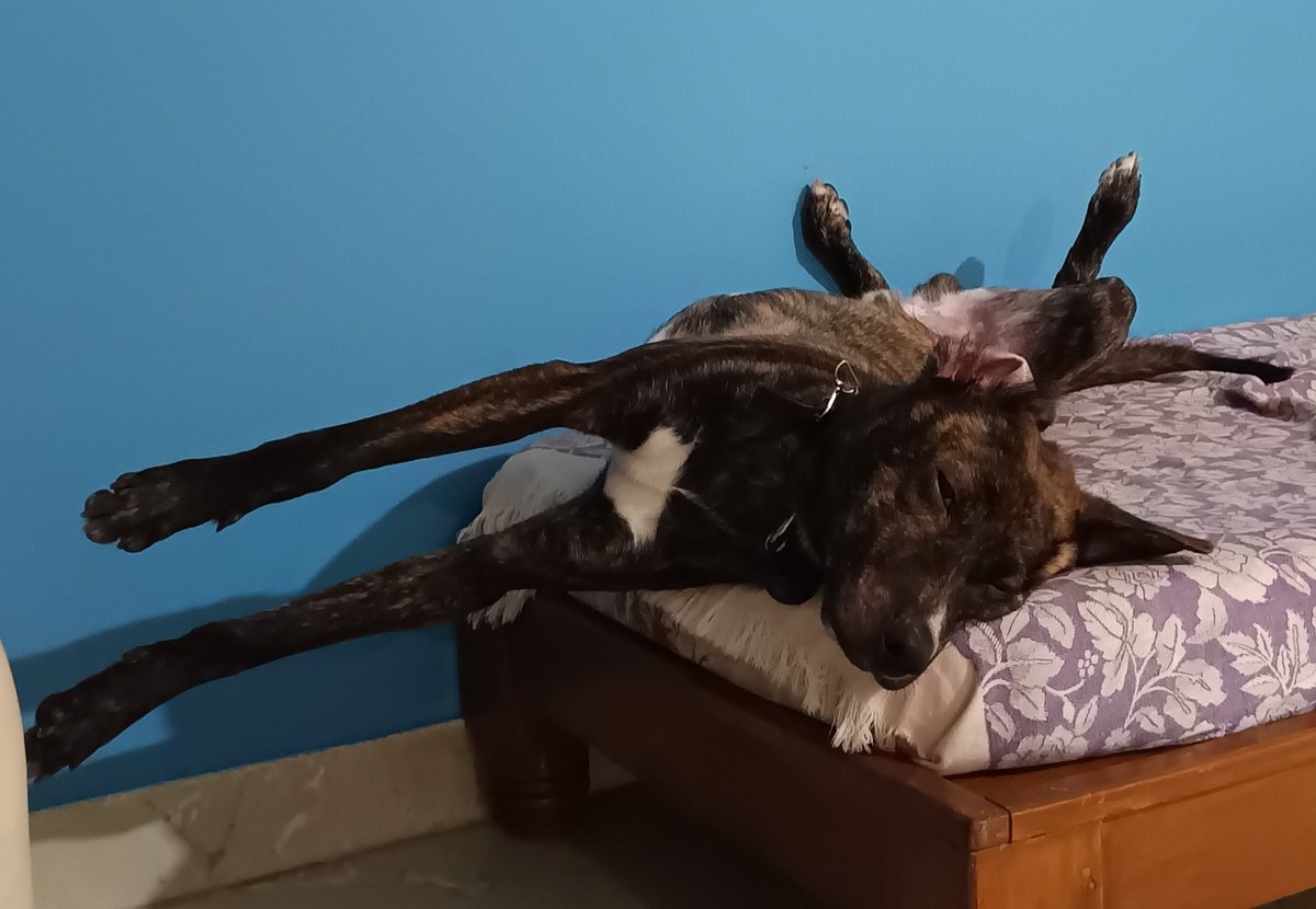 KavithaReddyKR's tweet image. The #Twisted #Pawsome Azad!