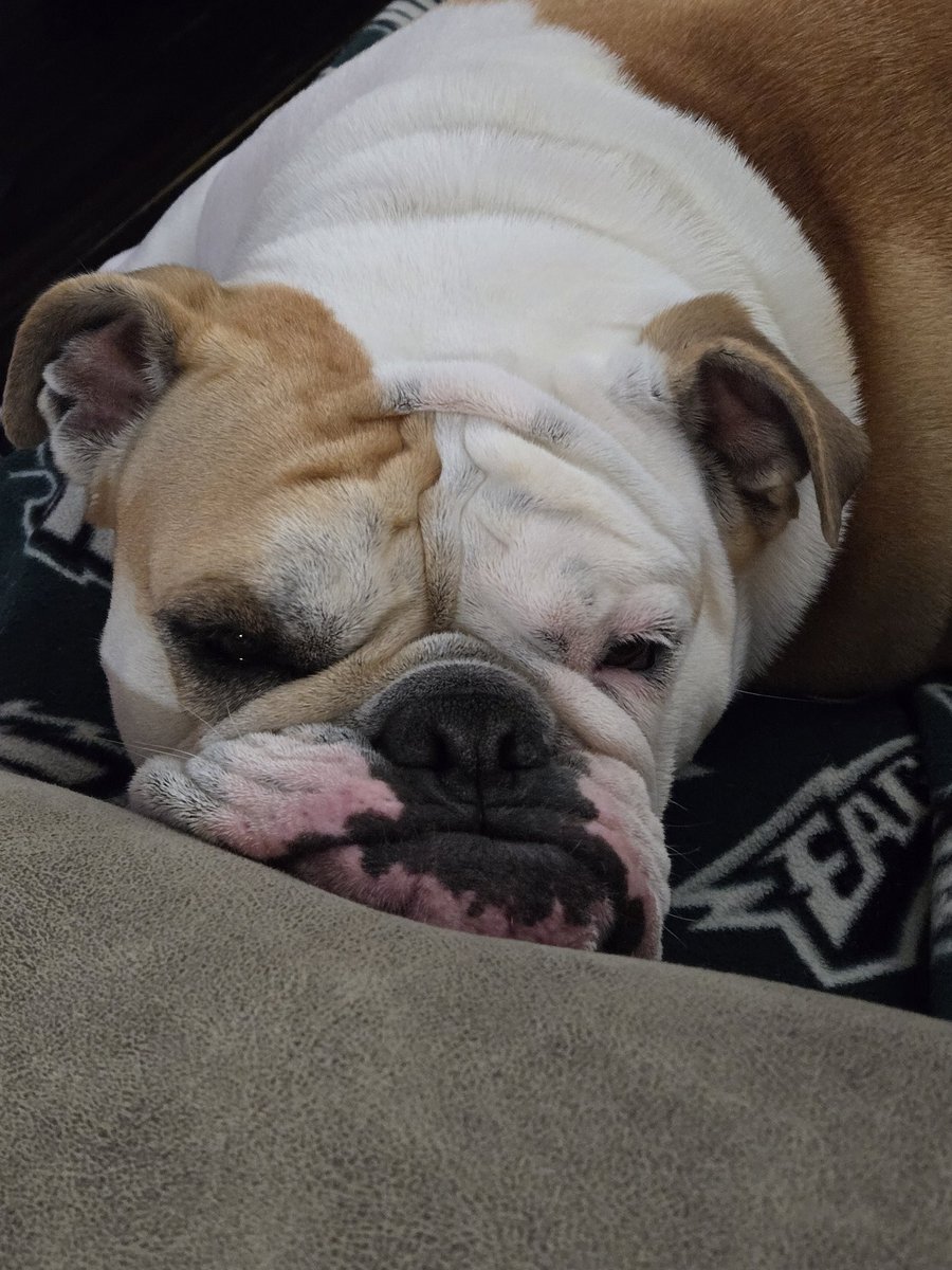 What a smush! 🥰
#Bulldog