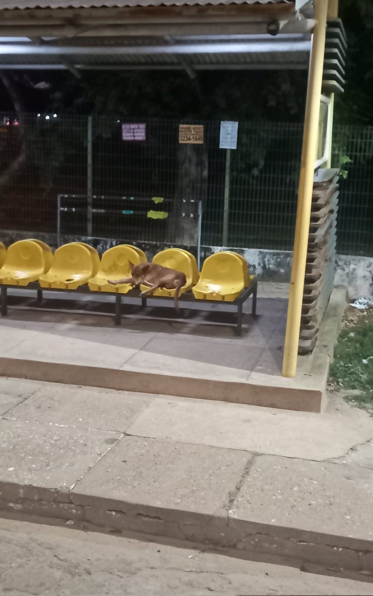 WillianRyan12's tweet image. sou um cara simples duma cidade simples chamada timon, por que a simplicidade e a qualidade de ser compreensΓvel nΓ£o me tira os medos e as inseguranΓ§as?
pelo ao menos, a realidade e as coisas bonitas dela me dΓ£o muitos sentidos pra seguir na perseveranΓ§a e seguir vivo e "bem" :))