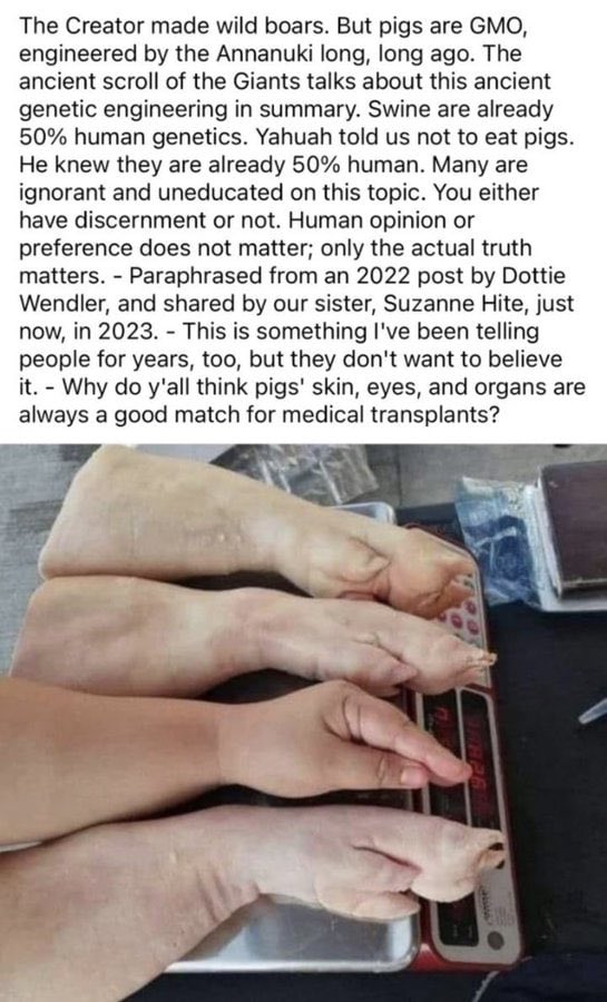 Nancy023922191's tweet photo. Pigs were engineered from a boar with human DNA. 
SHARE. SHARE. SHARE. https://t.co/b96OKmbw9r