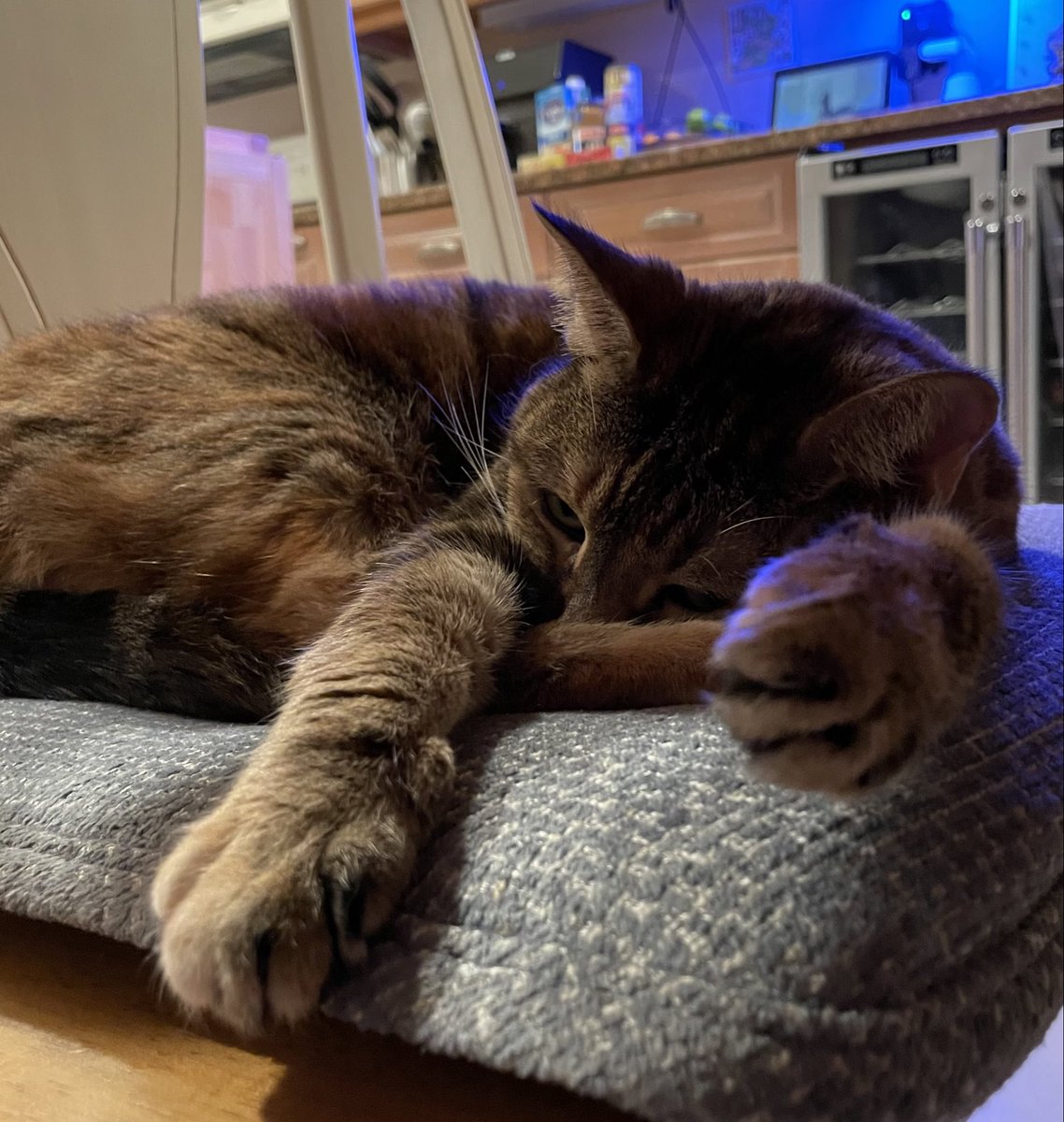 mikep_fit's tweet image. #cats #CatsOfTwitter