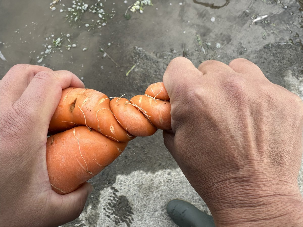 ひまり/素人兼業農家（☺️） tweet media