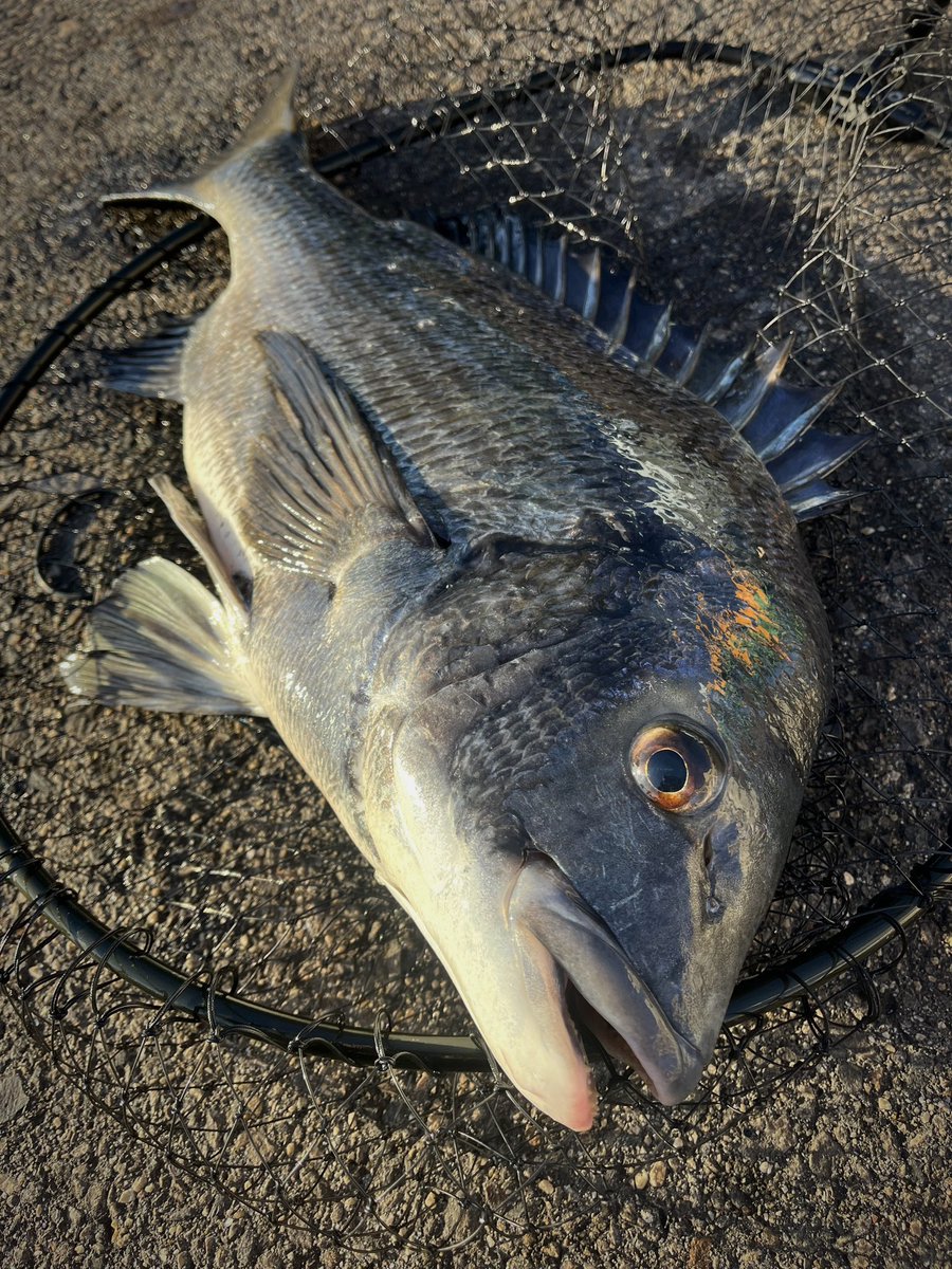 sobi556's tweet photo. 3カ月超ぶりのチヌ釣り🎣
超透け潮でしたが、久しぶりにチヌに出会えました♪
#名古屋港　#落とし込み https://t.co/V1aiTMZcjB