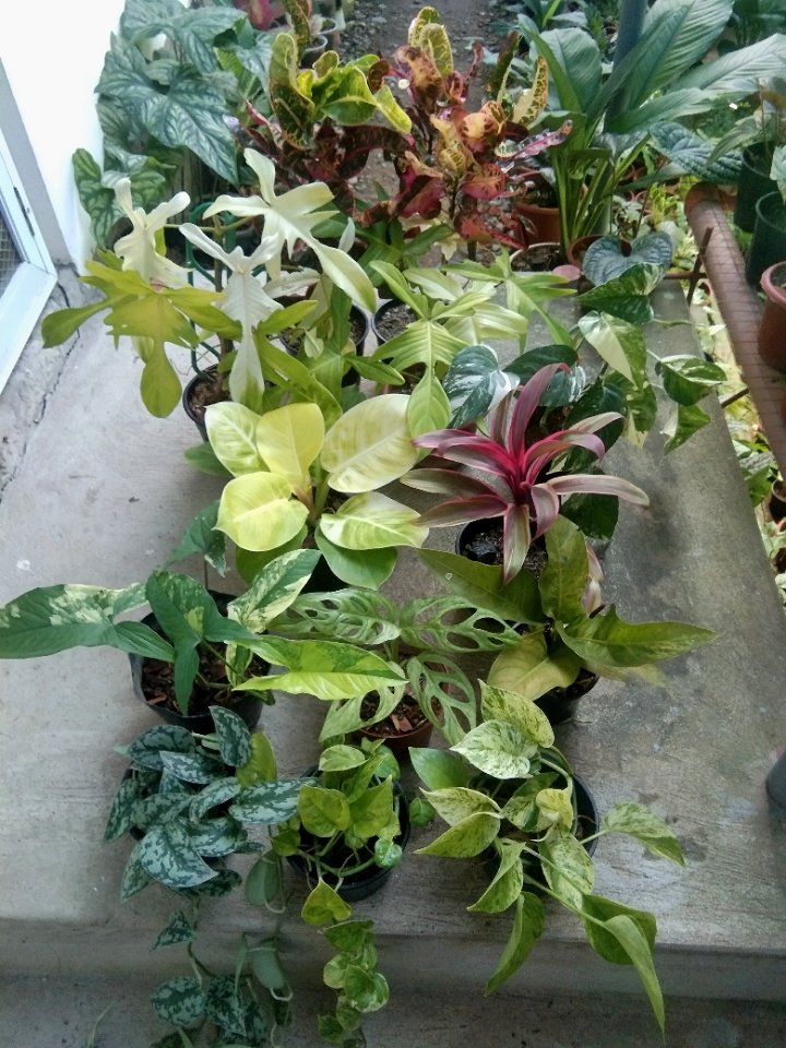 joshcalebgarden's tweet photo. To Gango Libona Bukidnon. #philodendron #crotons #epipremnum #tiplant #syngonium #monstera #anthfol #scindapsus #pothosplant #plantloversph https://t.co/oLDhTh3UF3