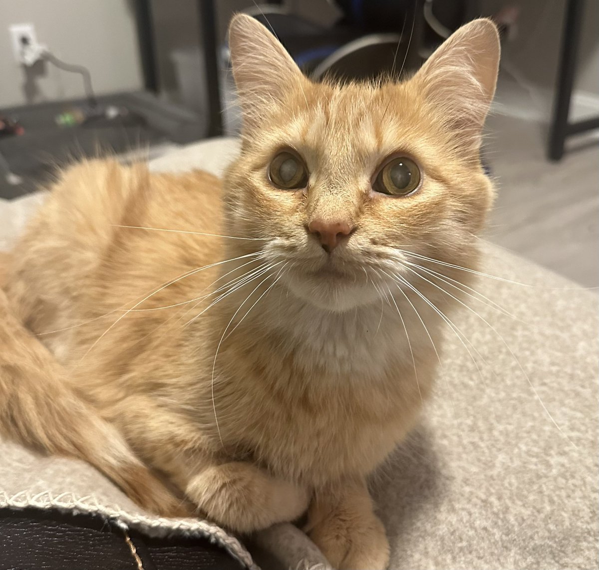 casssssv's tweet photo. she has fully recovered and is the happiest old lady https://t.co/Tz0zP28dYu