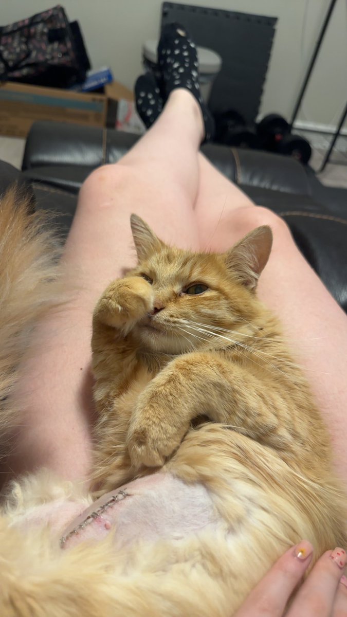 casssssv's tweet photo. she has fully recovered and is the happiest old lady https://t.co/Tz0zP28dYu