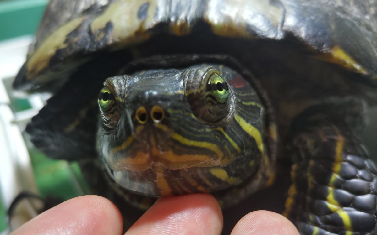 DrillUsagi's tweet photo. ひるまちゃんお迎え記念日12月1日🐢
日向の国で里親になり丸3年になりました。ごはんの日は水から出て飼い主のところまで来て催促するあざとかわいい女子亀。
紫外線灯で甲羅干ししているところをぷにぷにぷにぷに😍
#ミシシッピアカミミガメ #ミドリガメ https://t.co/dPAJWAvxBp