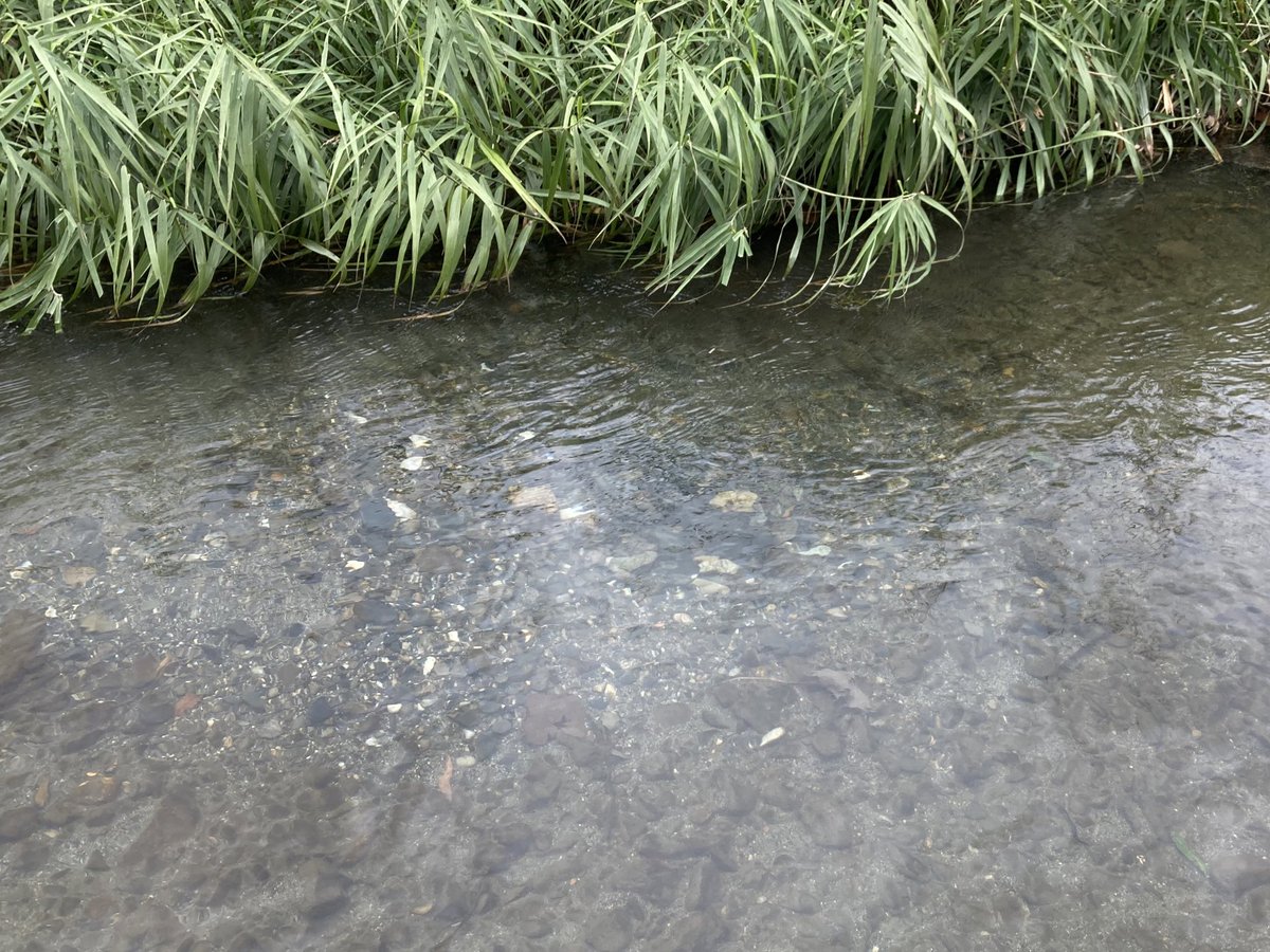 aki__fishing's tweet photo. 滋賀の川で遊ぶ人へ
この川底を掘り返したようなところはビワマスの産卵床なので踏まないでね https://t.co/rkOXlc2baL