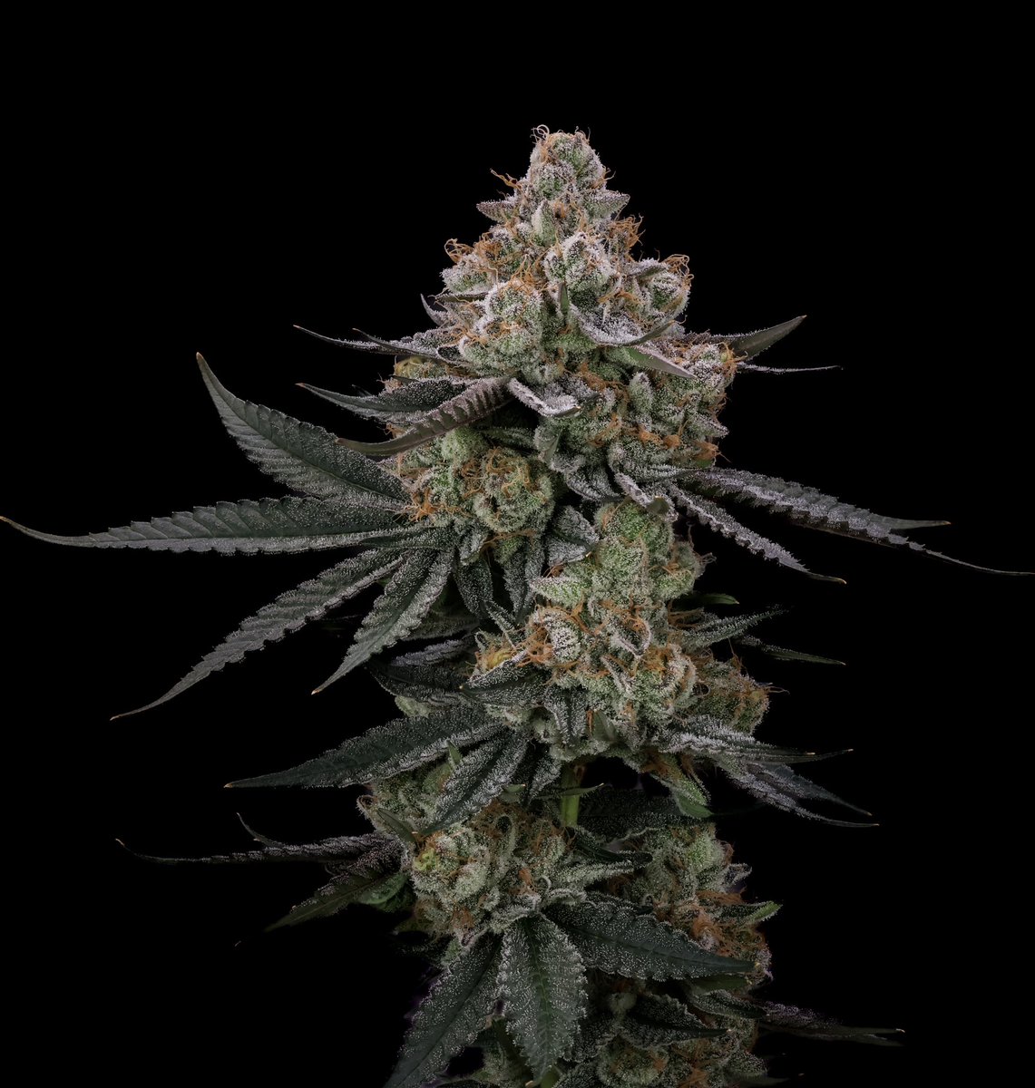 Gas_Up_Society's tweet photo. STRAIN: TRIXZ MILK 
GENETICS: Dweebz X The Zhit
GROWN AND SELECTED BY US 🤝🫶✅ https://t.co/8w3ww9BdgZ
