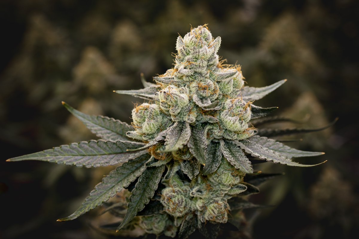 Gas_Up_Society's tweet photo. STRAIN: TRIXZ MILK 
GENETICS: Dweebz X The Zhit
GROWN AND SELECTED BY US 🤝🫶✅ https://t.co/8w3ww9BdgZ