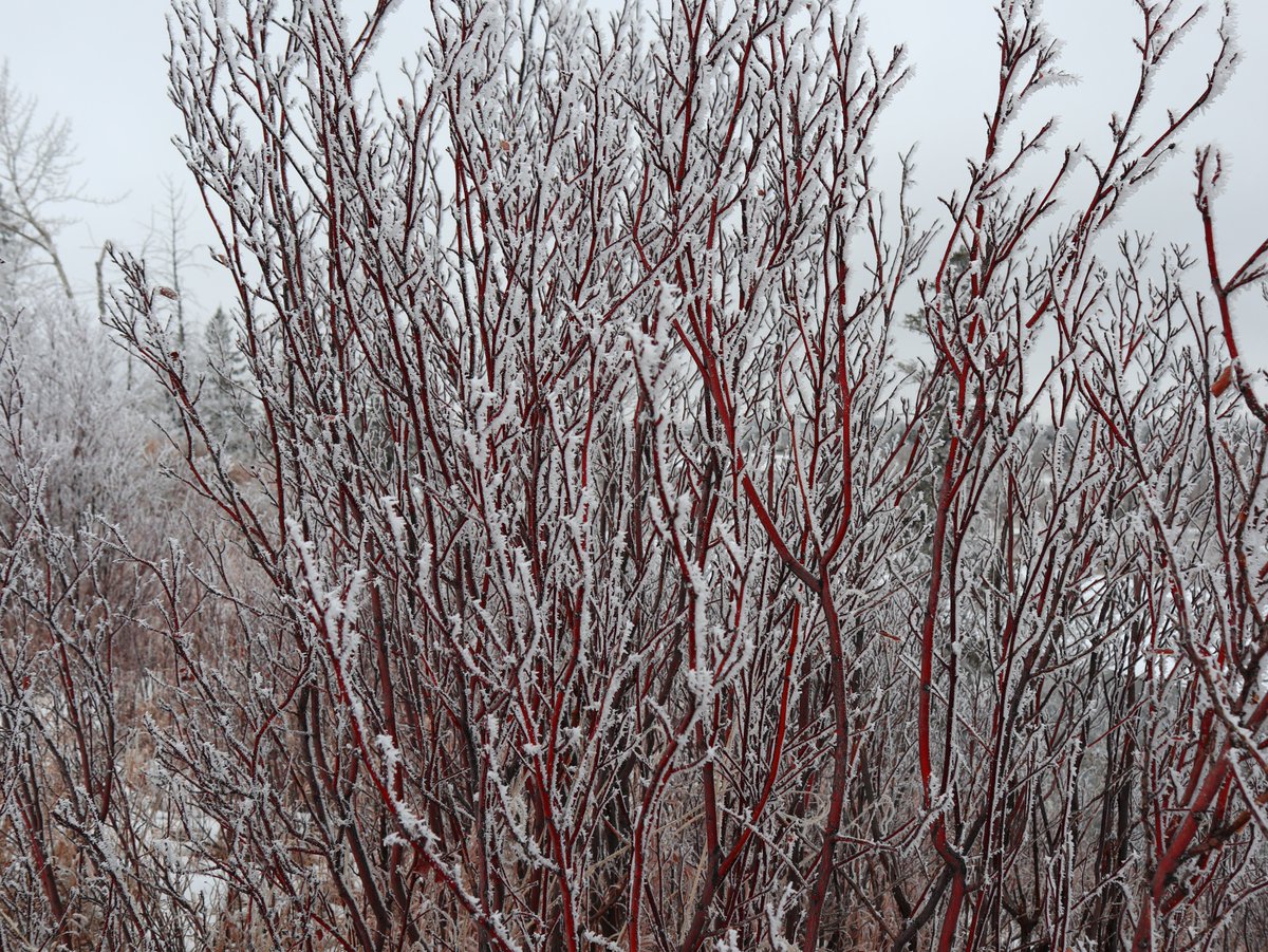 quantumzebra's tweet photo. frosty https://t.co/LgemshoMRO