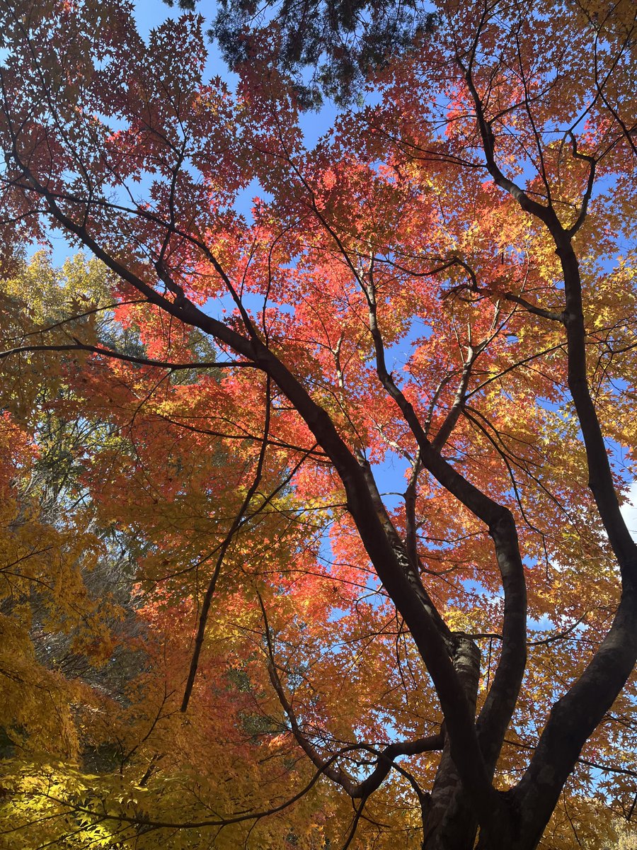 i_7282's tweet photo. 🧸🏯🍁 https://t.co/Gv0K6xskOY