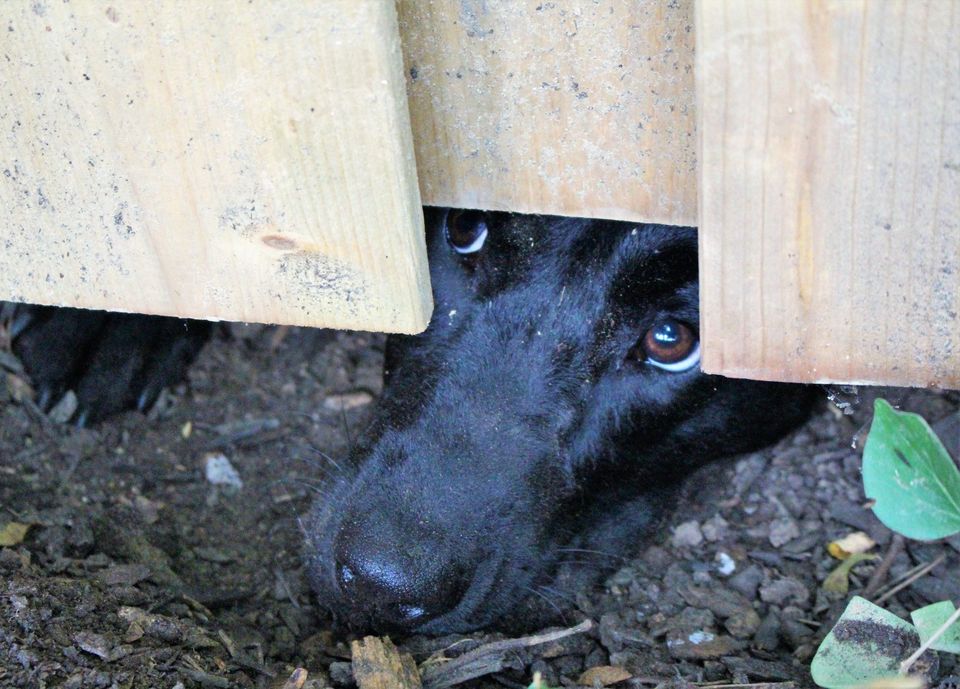 Nessa + Macie Doodle 🇨🇦 tweet media