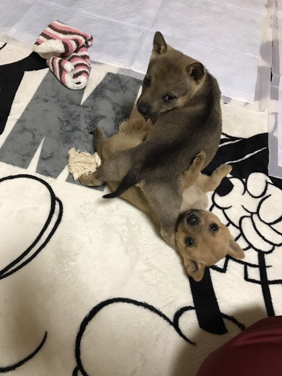 _minimum80's tweet photo. @tomipotedayo うちのこだよ！！🤣ウィリーのきょうだい🐶 https://t.co/K0BQMPYDfN