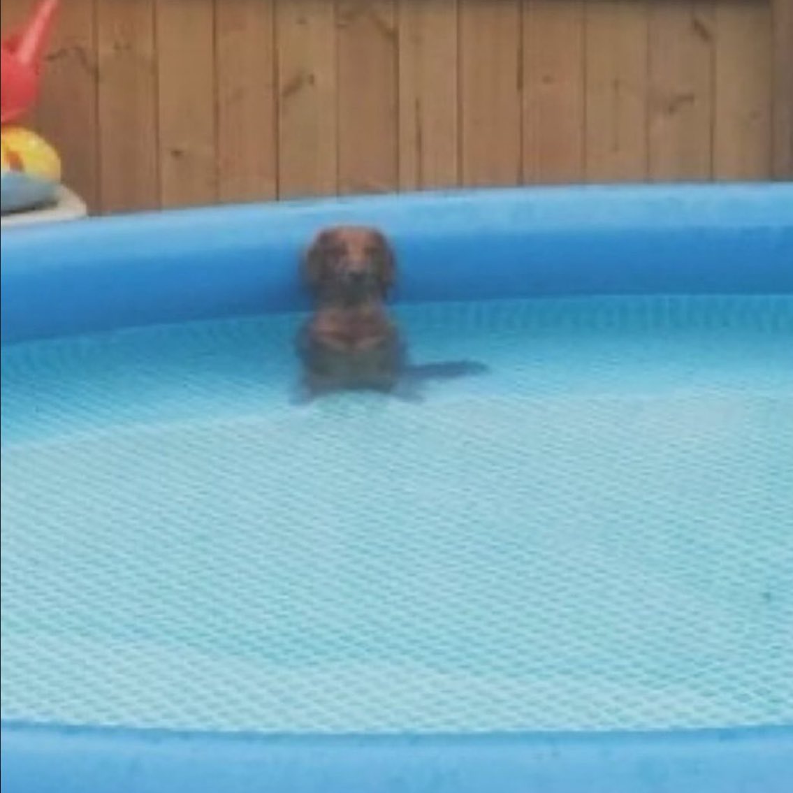 cachorro (@cachorrocore) on Twitter photo 