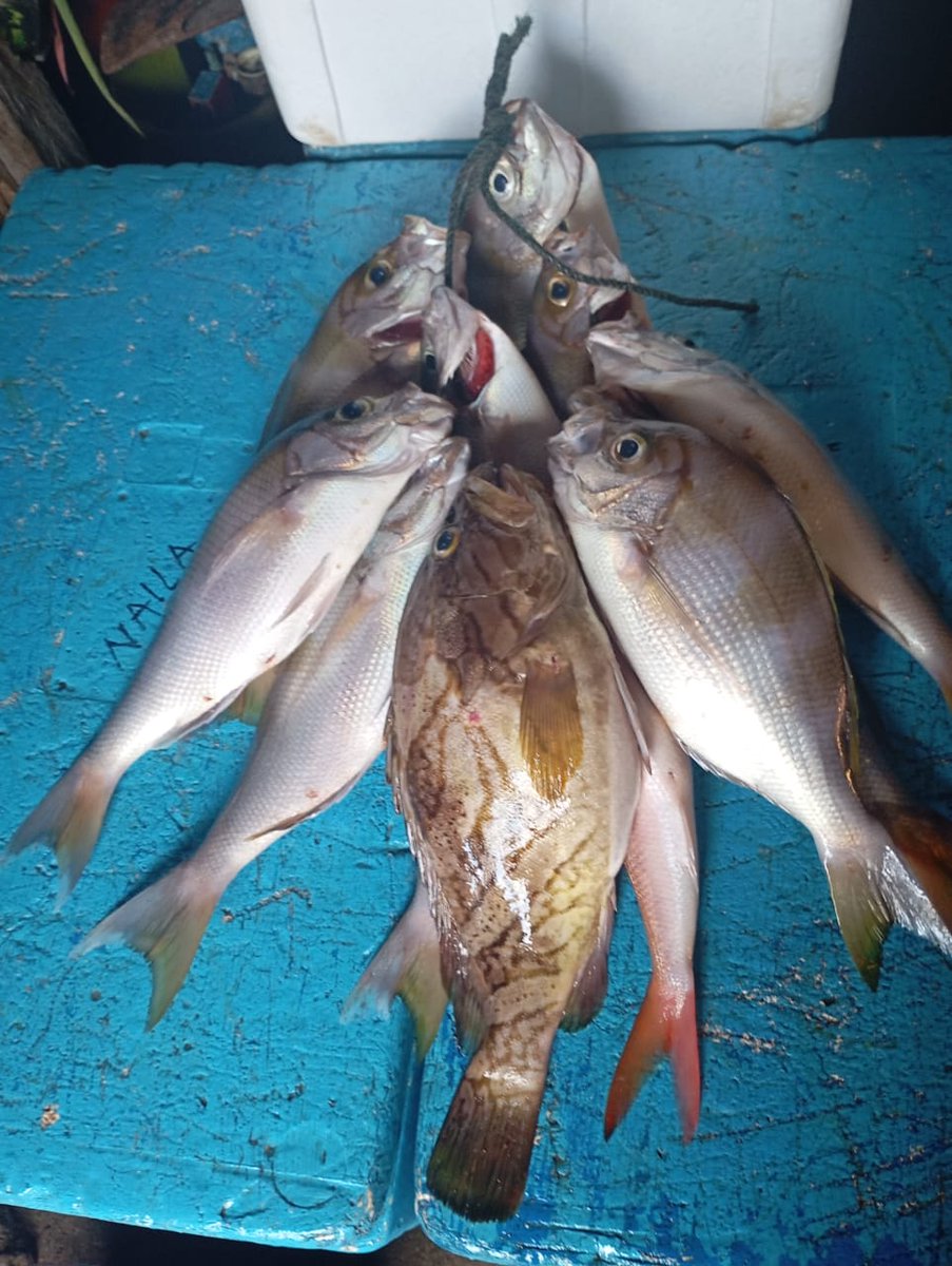 MikhailWa's tweet photo. Senin(12/11), Mikhail D. Waladow Luhkan Kab. Minahasa , Desa Kapataran Satu, Rifai Folaimam Melaporkan Produksi ikan Tangkapan ikan Dasa Sebanyak 5 kg dengan harga jual Rp 55.000/kg
#GiatLuhkanSatminkalBitung #Puslatluh
#BPPPBitung #Minahasa
#Produksi https://t.co/1thANKBsih