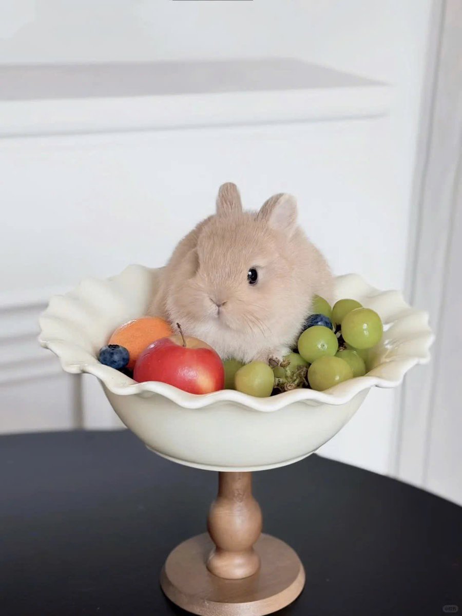 Why you should have a rabbit (@shouldhaverabit) on Twitter photo 