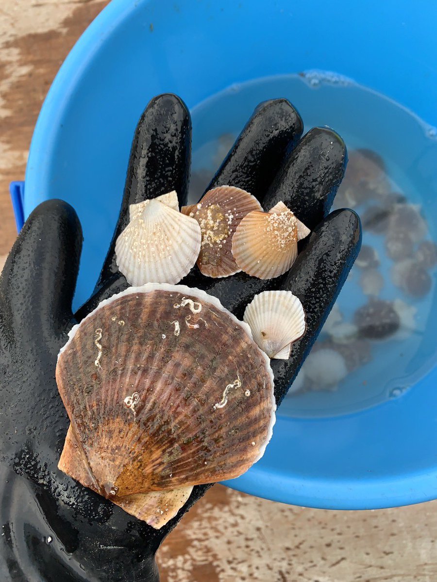 なかぴ tweet media