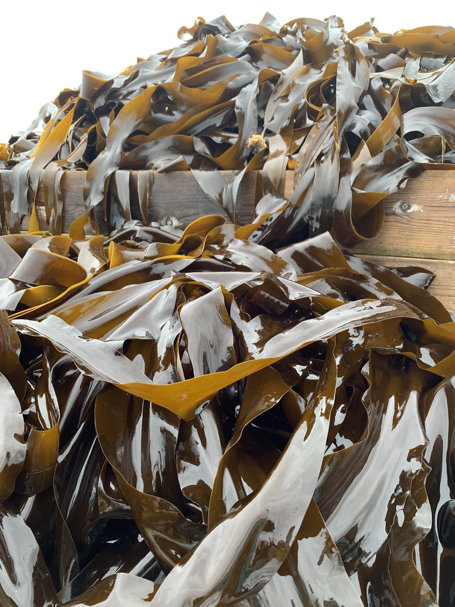 なかぴ tweet media