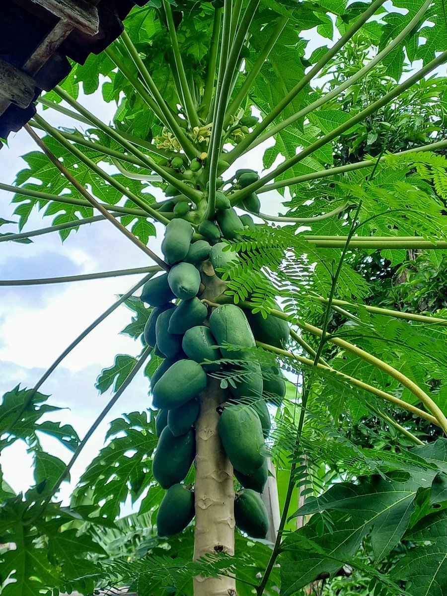 Perkara pengen banget makan papaya dri pohon, dia tumbuh di waktu yg tepat 😭🥰