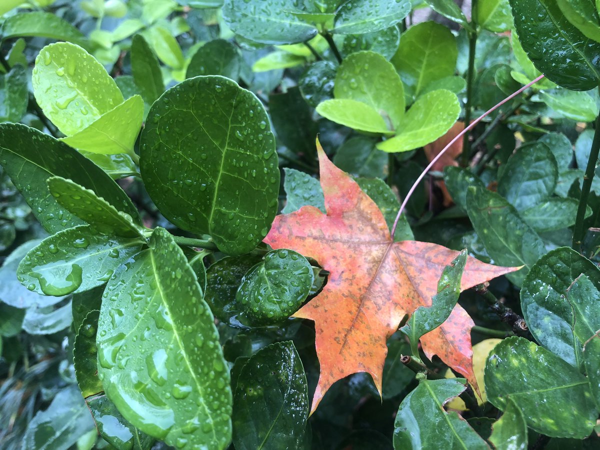 벌써 올 한해 마지막 12월을
맞이 했습니다.
트친님들도 12월엔 행복한 일들만 
더욱더 가득하시길 바랍니다