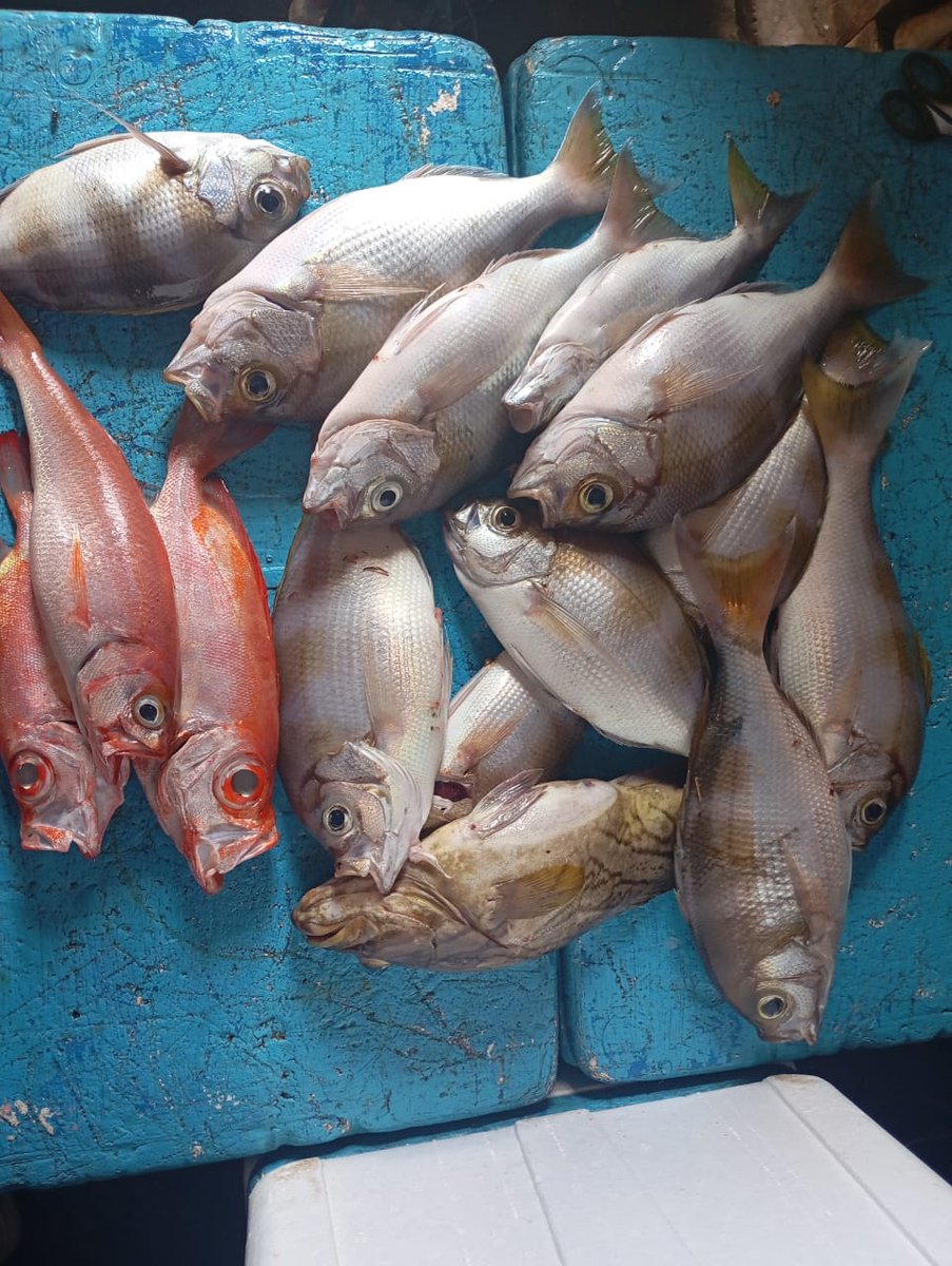 MikhailWa's tweet photo. Senin(12/11), Mikhail D. Waladow Luhkan Kab. Minahasa , Desa Temboan Bpk Semmy, Melaporkan Produksi ikan Tangkapan ikan Dasar Sebanyak 5 kg dengan harga jual Rp 55.000/kg
#GiatLuhkanSatminkalBitung #Puslatluh
#BPPPBitung #Minahasa
#Produksi.. https://t.co/QLDtVZBaIg