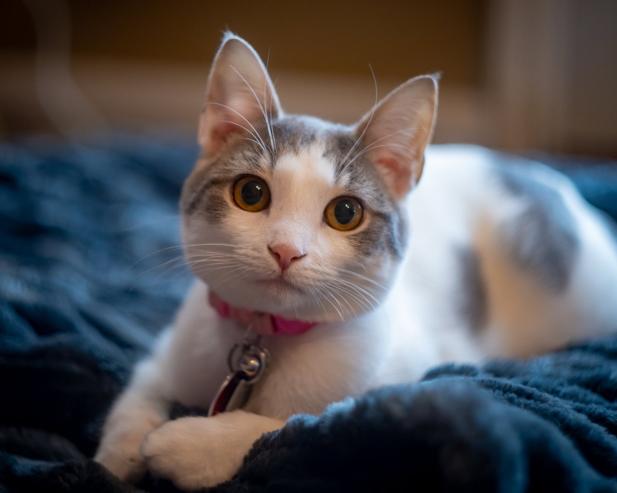 🏳️‍⚧️Cora Kennedy📸 tweet media