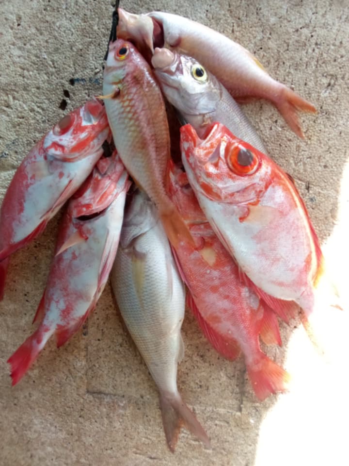 MikhailWa's tweet photo. Senin(12/11), Mikhail D. Waladow Luhkan Kab. Minahasa , Desa Parentek, Bpk. Buang Melaporkan Produksi ikan Tangkapan ikan Dasar Sebanyak 3,5 kg dengan harga jual Rp 55.000/kg
#GiatLuhkanSatminkalBitung #Puslatluh
#BPPPBitung #Minahasa
#Produksi https://t.co/sQ958wZynU