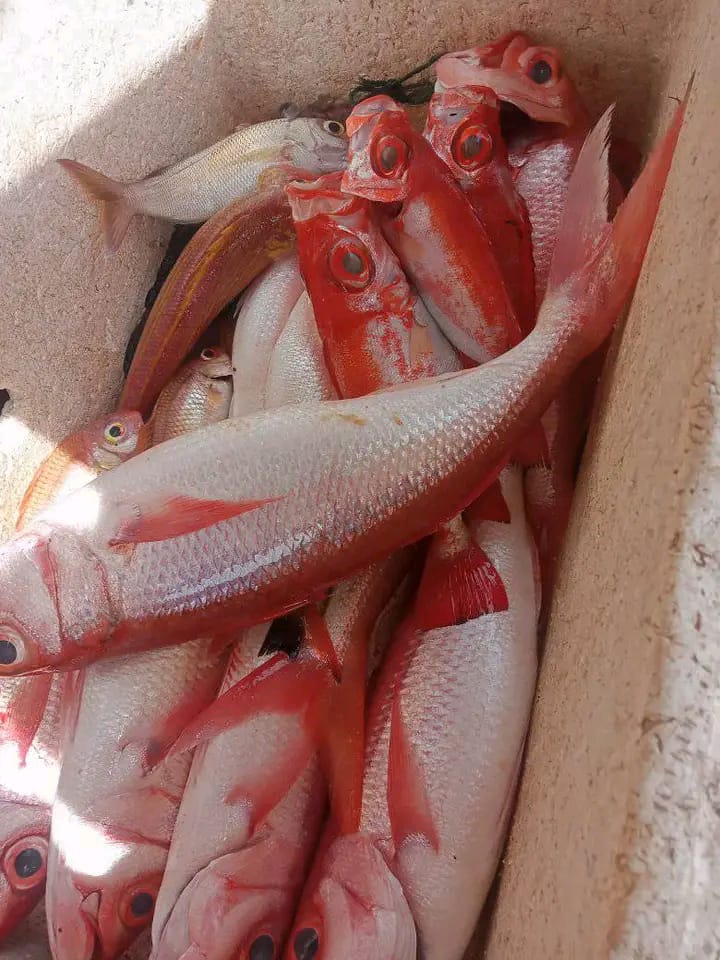 MikhailWa's tweet photo. Senin(12/11), Mikhail D. Waladow Luhkan Kab. Minahasa , Desa Atep Oki, Bpk. Vani Melaporkan Produksi ikan Tangkapan ikan dasar Sebanyak 14 kg dengan harga jual Rp 55.000/kg
#GiatLuhkanSatminkalBitung #Puslatluh
#BPPPBitung #Minahasa
#Produksi https://t.co/l1nOuliMta