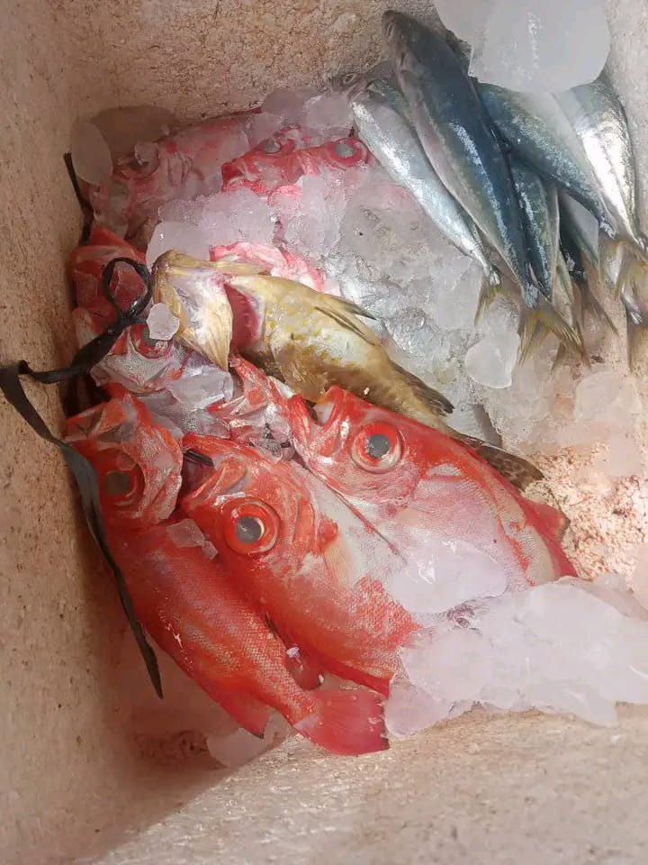 MikhailWa's tweet photo. Senin(12/11), Mikhail D. Waladow Luhkan Kab. Minahasa , Desa Atep Oki, Bpk. Yakobus Melaporkan Produksi ikan Tangkapan ikan campur Sebanyak 7 kg dengan harga jual Rp 55.000/kg
#GiatLuhkanSatminkalBitung #Puslatluh
#BPPPBitung #Minahasa
#Produksi https://t.co/IyePX0oXAi