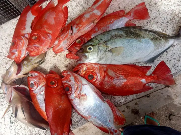 MikhailWa's tweet photo. Senin(12/11), Mikhail D. Waladow Luhkan Kab. Minahasa , Desa Kapataran Satu, Bpk. Harun Melaporkan Produksi ikan Tangkapan ikan dasar Sebanyak 4 kg dengan harga jual Rp 55.000/kg
#GiatLuhkanSatminkalBitung #Puslatluh
#BPPPBitung #Minahasa
#Produksi https://t.co/2uea3CnnZn