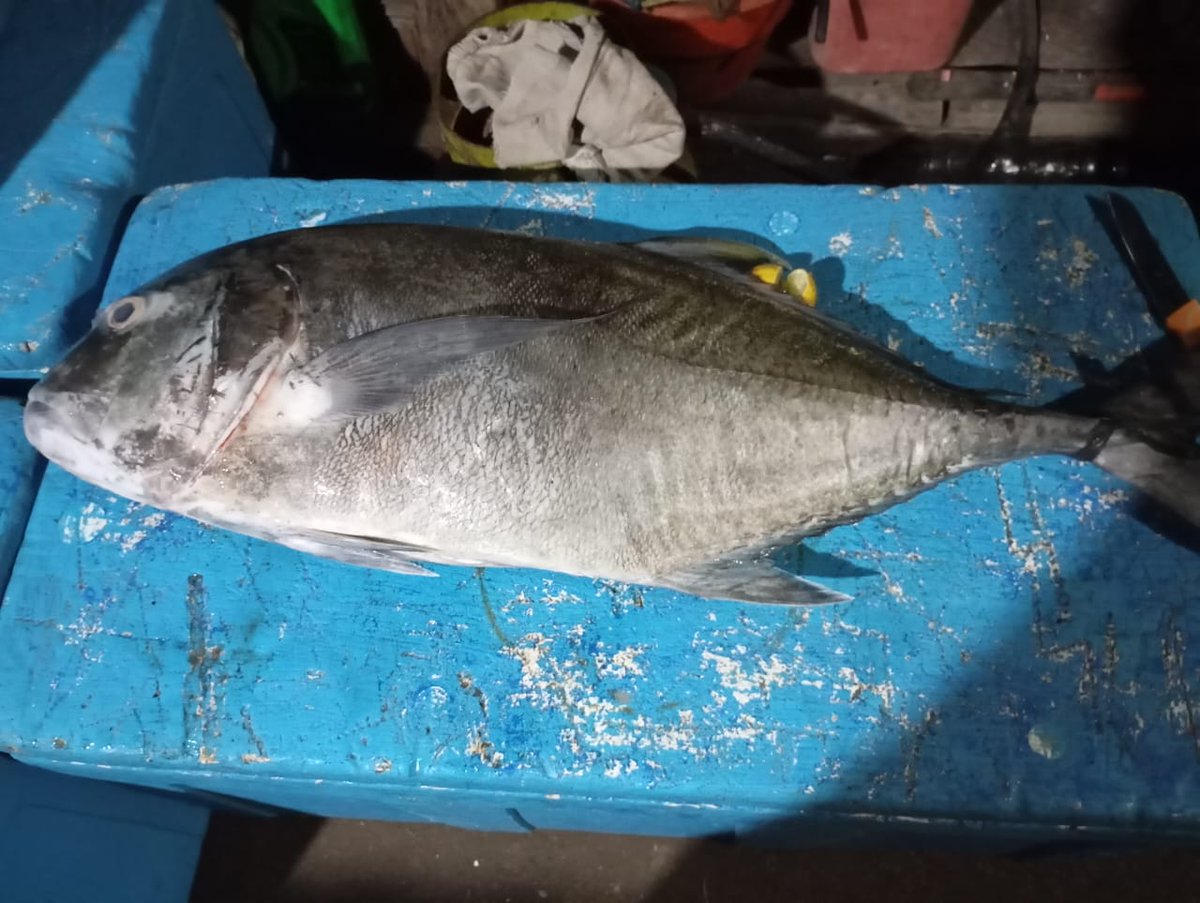 MikhailWa's tweet photo. Senin(12/11), Mikhail D. Waladow Luhkan Kab. Minahasa , Desa Kapataran Satu, Bpk. Wahab Melaporkan Produksi ikan Tangkapan ikan Bobara Sebanyak 8 kg dengan harga jual Rp 55.000/kg
#GiatLuhkanSatminkalBitung #Puslatluh
#BPPPBitung #Minahasa
#Produksi https://t.co/MgKgfz7SBW