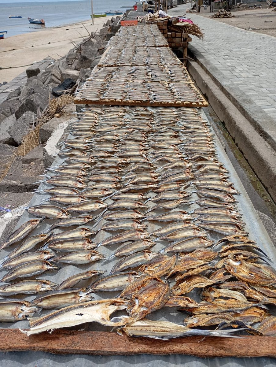 MikhailWa's tweet photo. Senin(12/11), Mikhail D. Waladow Luhkan Kab. Minahasa , Desa Kapataran Satu, Bpk. Wahab Melaporkan Produksi ikan asin Roa Sebanyak 34 kg dengan harga jual Rp 45.000/kg
#GiatLuhkanSatminkalBitung #Puslatluh
#BPPPBitung #Minahasa
#Produksi https://t.co/Miagvjy0Dy
