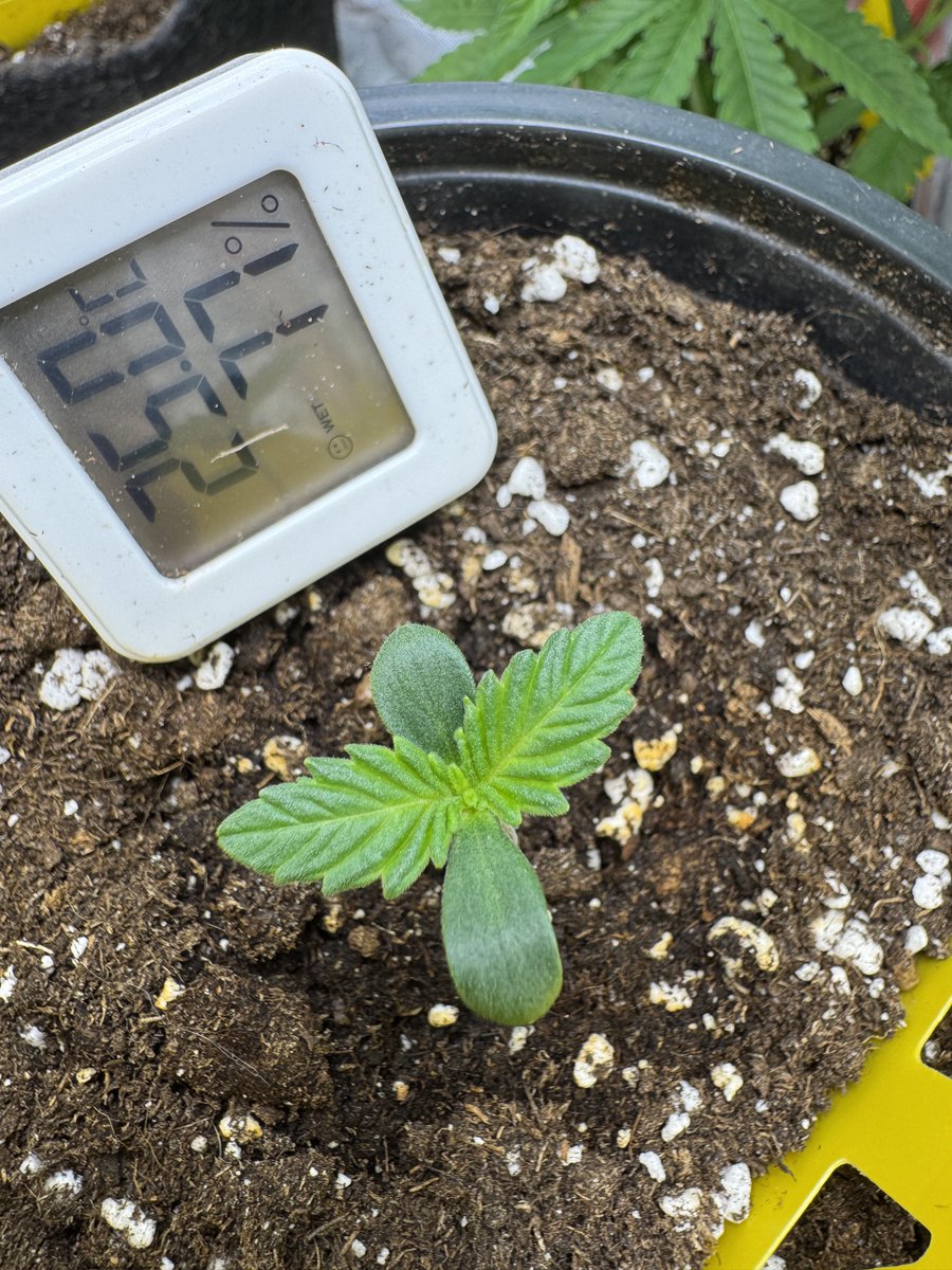 Limeade Oreoz <a href="/MephistoGenetic/">MephistoGenetics</a>