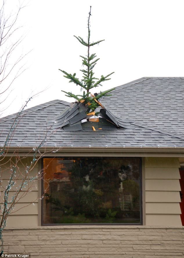 LighthousePsyc1's tweet photo. When you get the tree up and realise you should’ve measured first. #oops #christmasfail #holidayhumour https://t.co/j8ljAyl8mE