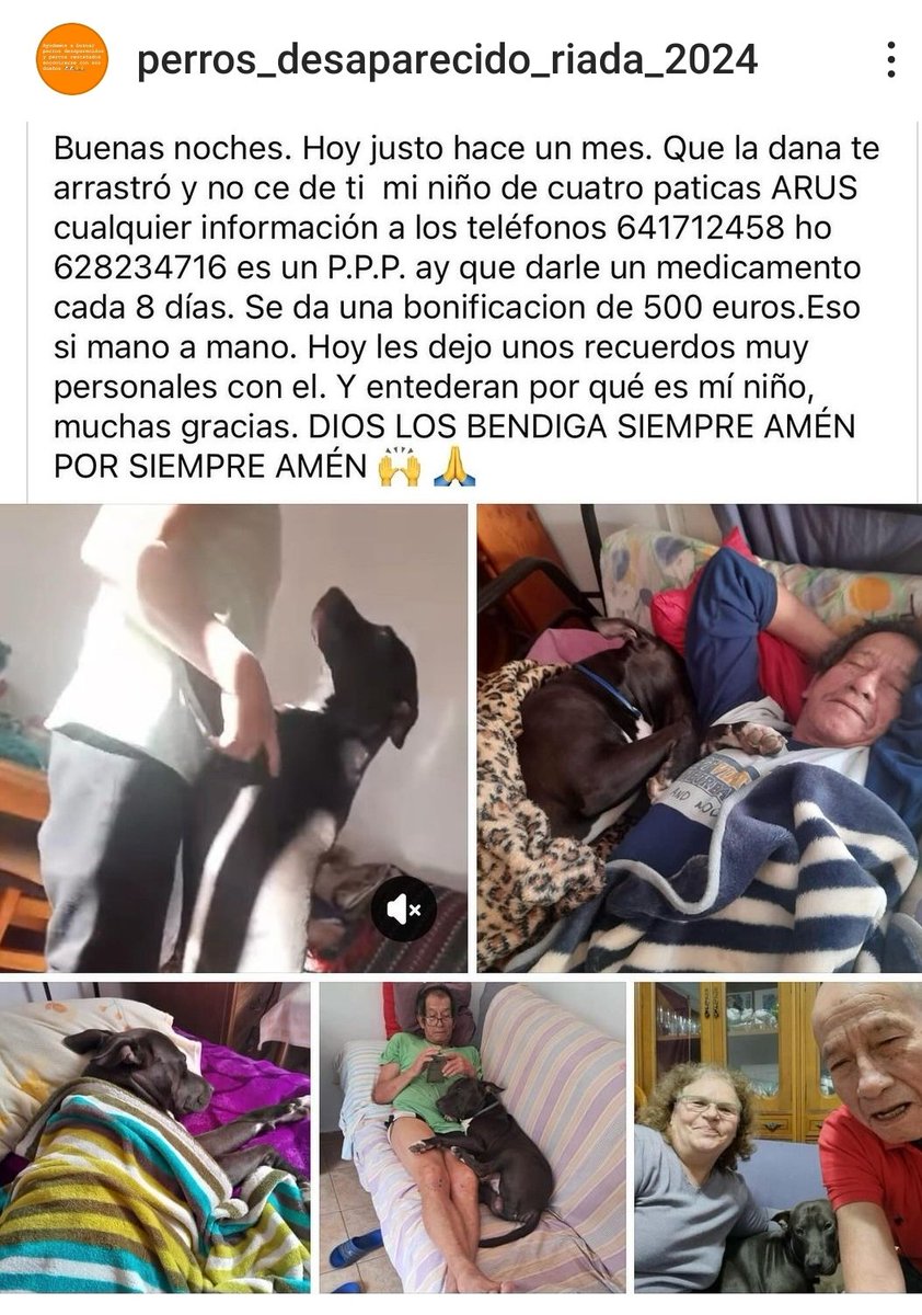 VidasSos's tweet photo. Sería un #FelizDomingo si #ARUS apareciera.

El papá de #ARUS está desesperado. Busca a su niño, que la #DANA le arrastró. Por favor,ayudar a difundir. 🙏🙏
Necesita medicación 💉💊

#Valencia #AnimalesPerdidosDana https://t.co/zihSigfoGc