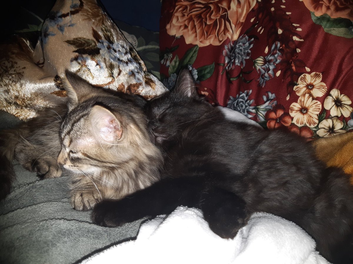 Snuggly mornings. The kittens took to their new home incredibly well. All three of them slept with us on the bed an entire 8 hours! They melt my lil heart 😺