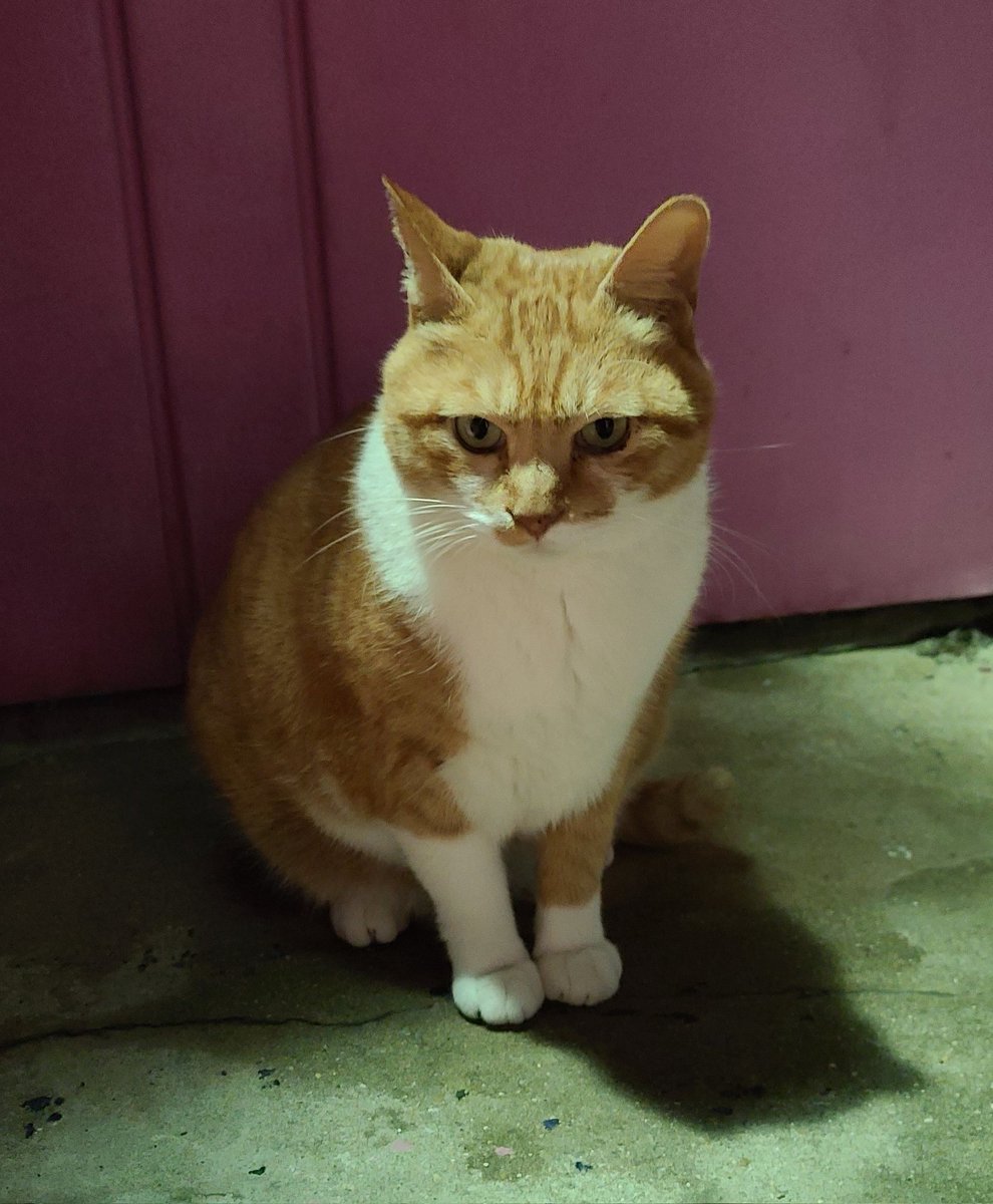 잘생겼다 내새뀌 🐈😼