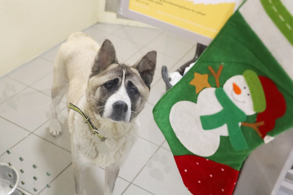 DT_Leeds's tweet photo. It's #DecemberFirst and #Christmas has landed in #Leeds! 🎄🐶🎁

We'd LOVE it if one or two could make their perfect homes soon so to find your PAWfect match, go here 👉 https://t.co/n8tF3EJmTk

#Advent #RescueDogs #AdoptDontShop #Leeds #DogsOfChristmas #ADogIsForLife @DogsTrust https://t.co/V0i1oHfdOj