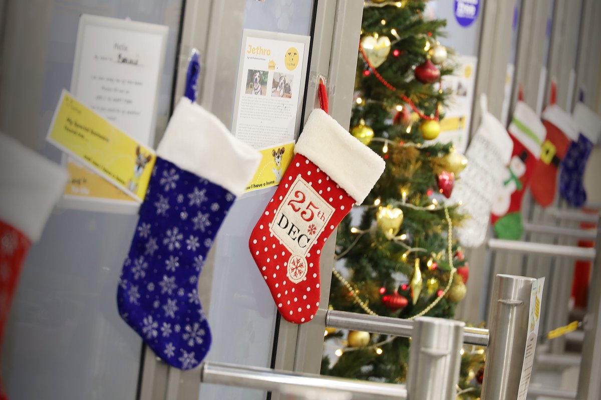 DT_Leeds's tweet photo. It's #DecemberFirst and #Christmas has landed in #Leeds! 🎄🐶🎁

We'd LOVE it if one or two could make their perfect homes soon so to find your PAWfect match, go here 👉 https://t.co/n8tF3EJmTk

#Advent #RescueDogs #AdoptDontShop #Leeds #DogsOfChristmas #ADogIsForLife @DogsTrust https://t.co/V0i1oHfdOj