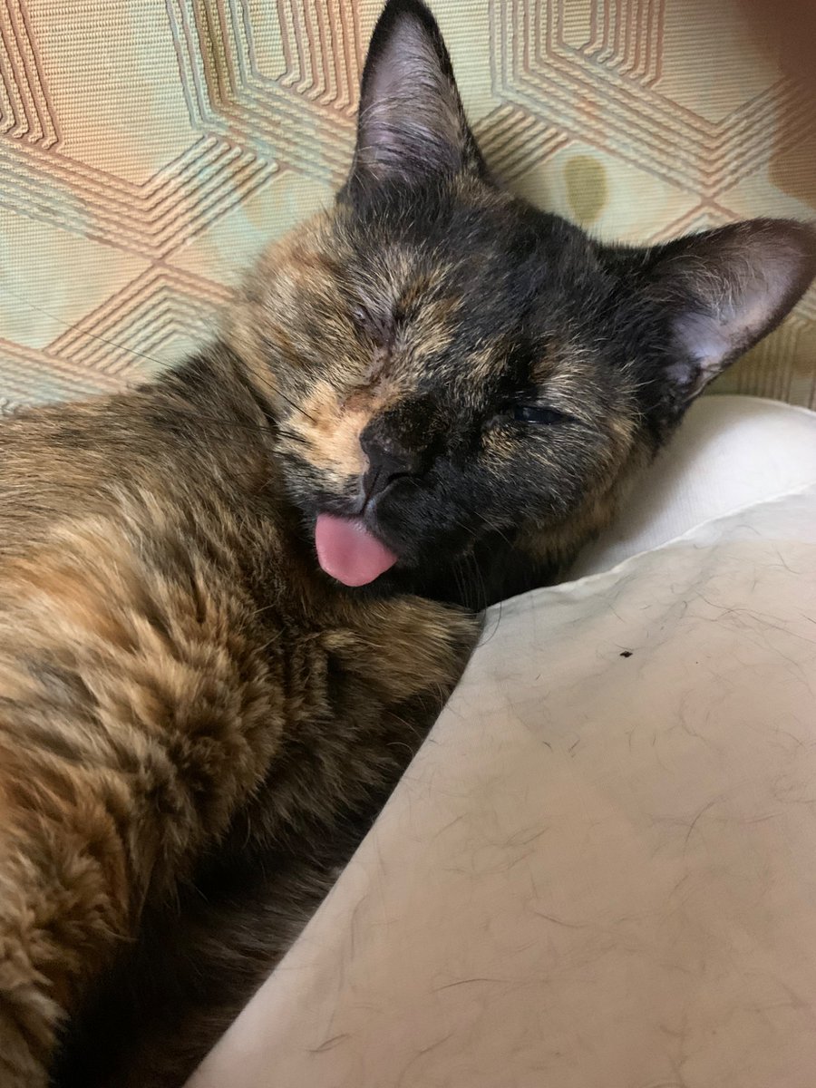 Ke2360Su's tweet photo. 舌👅出てる
#猫好きさんと繋がりたい #cat 
#サビ猫　#猫のいる暮らし https://t.co/BWryxVeSrc